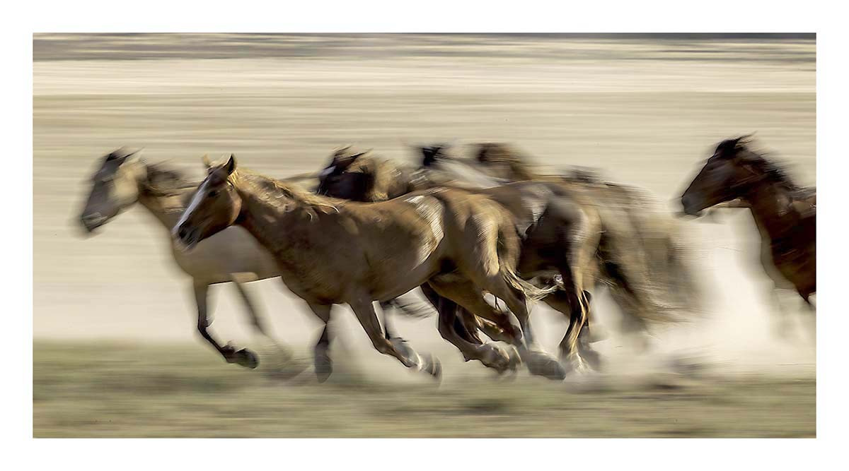 BCJ Wild Horses of Utah
