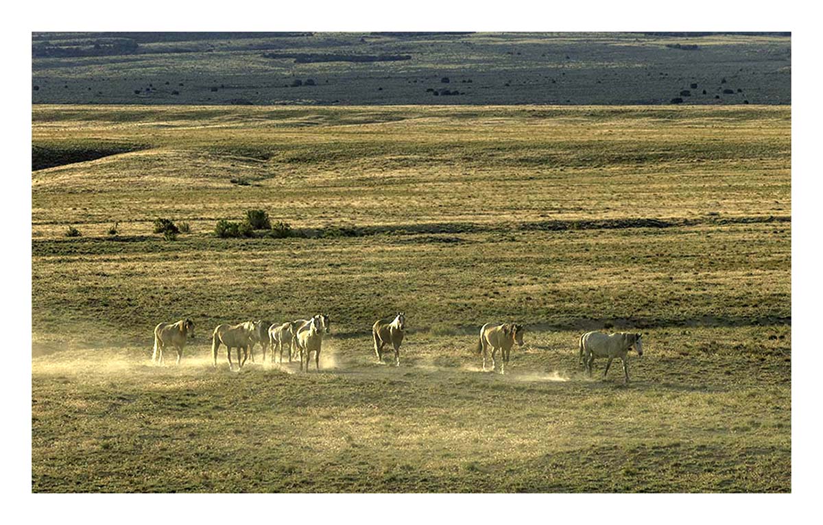 BCJ Wild Horses of Utah
