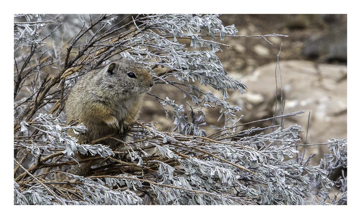 BCJ Spring in Yellowstone - Grand Teton