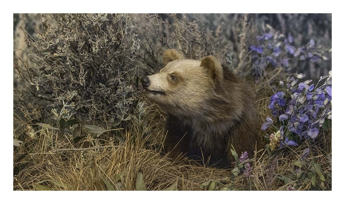 BCJ Spring in Yellowstone - Grand Teton