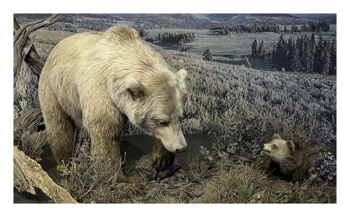 BCJ Spring in Yellowstone - Grand Teton