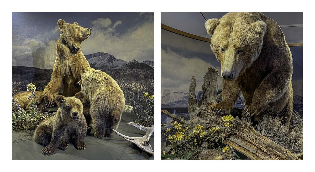 BCJ Spring in Yellowstone - Grand Teton