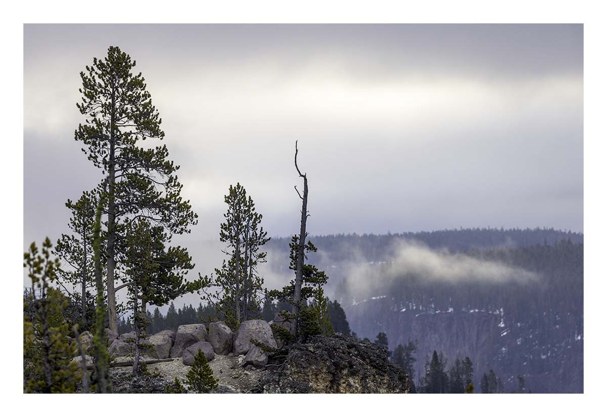 BCJ Spring in Yellowstone - Grand Teton