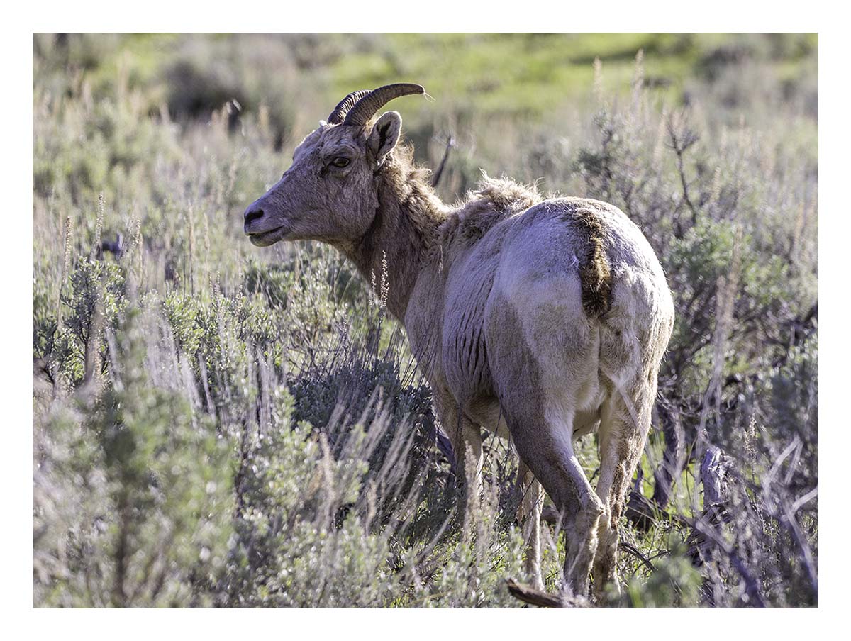 BCJ Spring in Yellowstone - Grand Teton