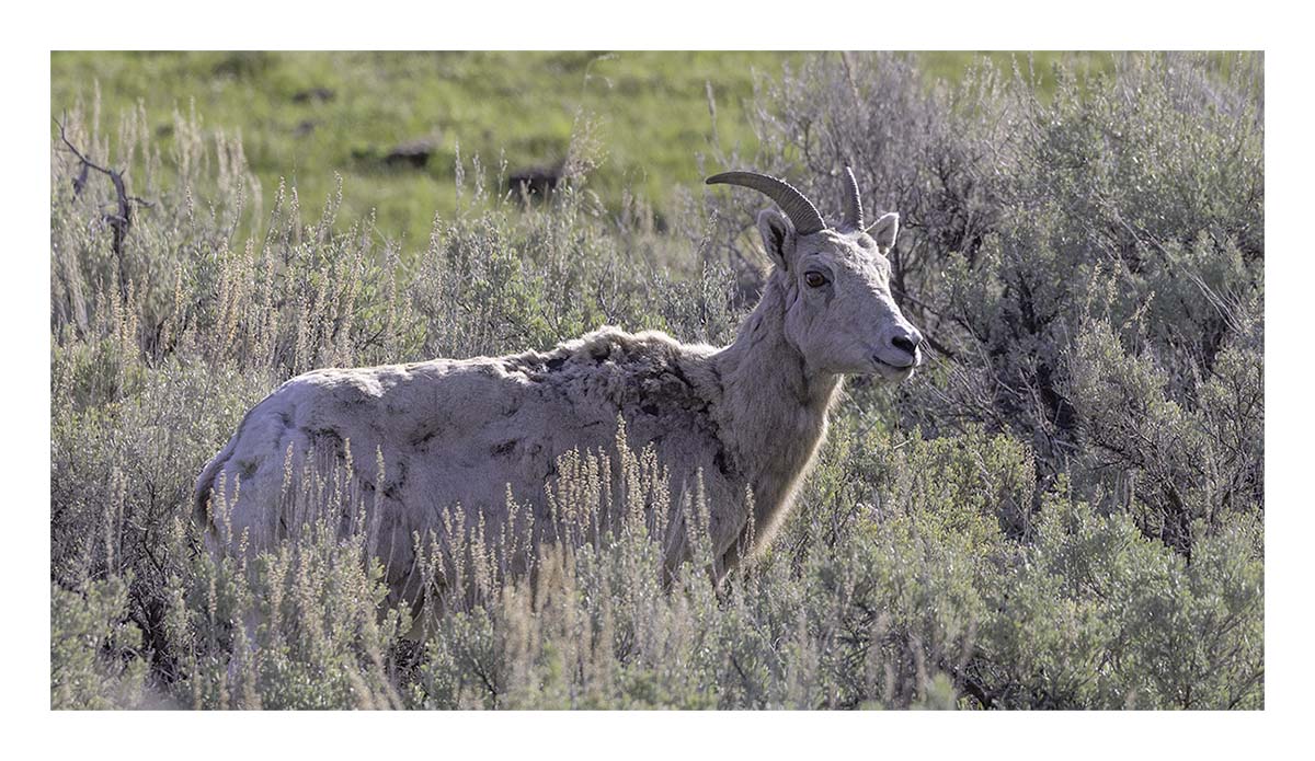 BCJ Spring in Yellowstone - Grand Teton