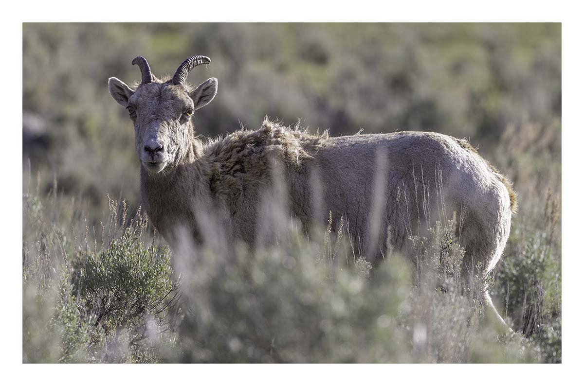 BCJ Spring in Yellowstone - Grand Teton