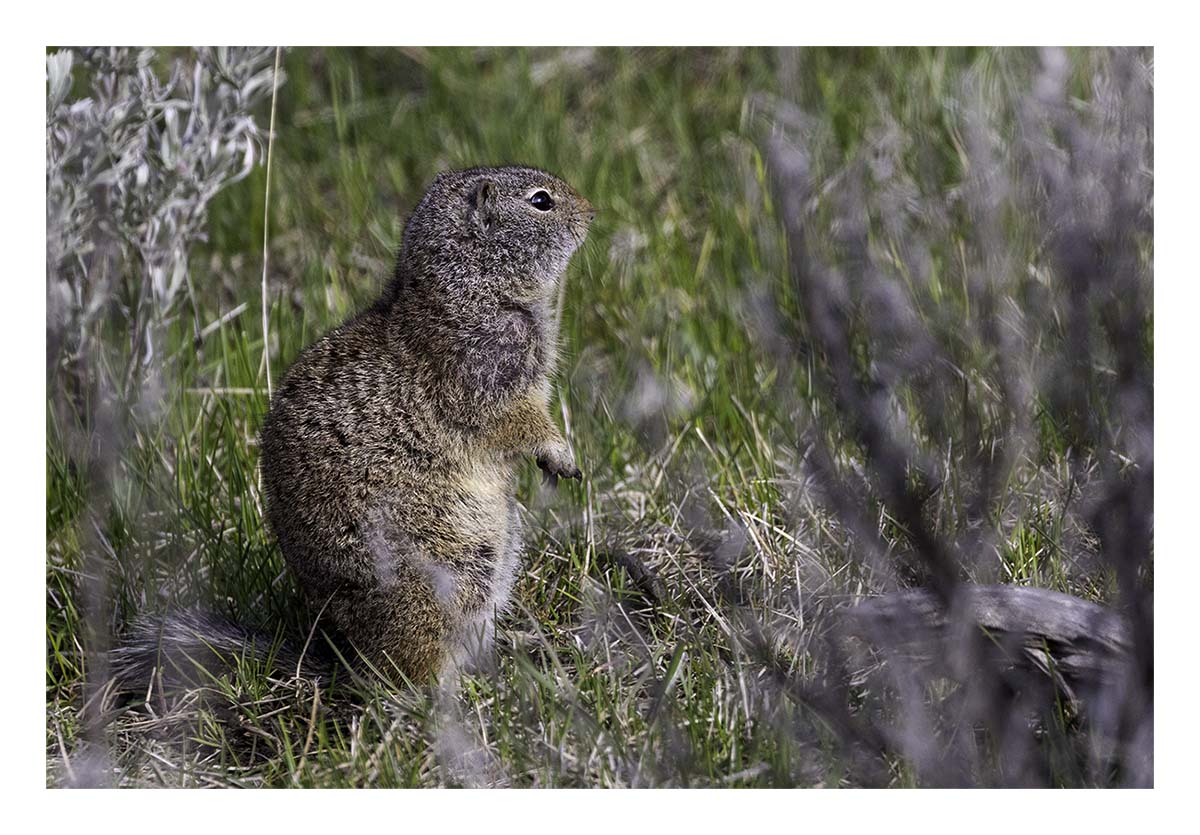 BCJ Spring in Yellowstone - Grand Teton