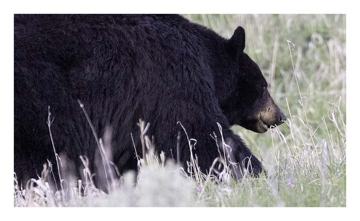 BCJ Spring in Yellowstone - Grand Teton