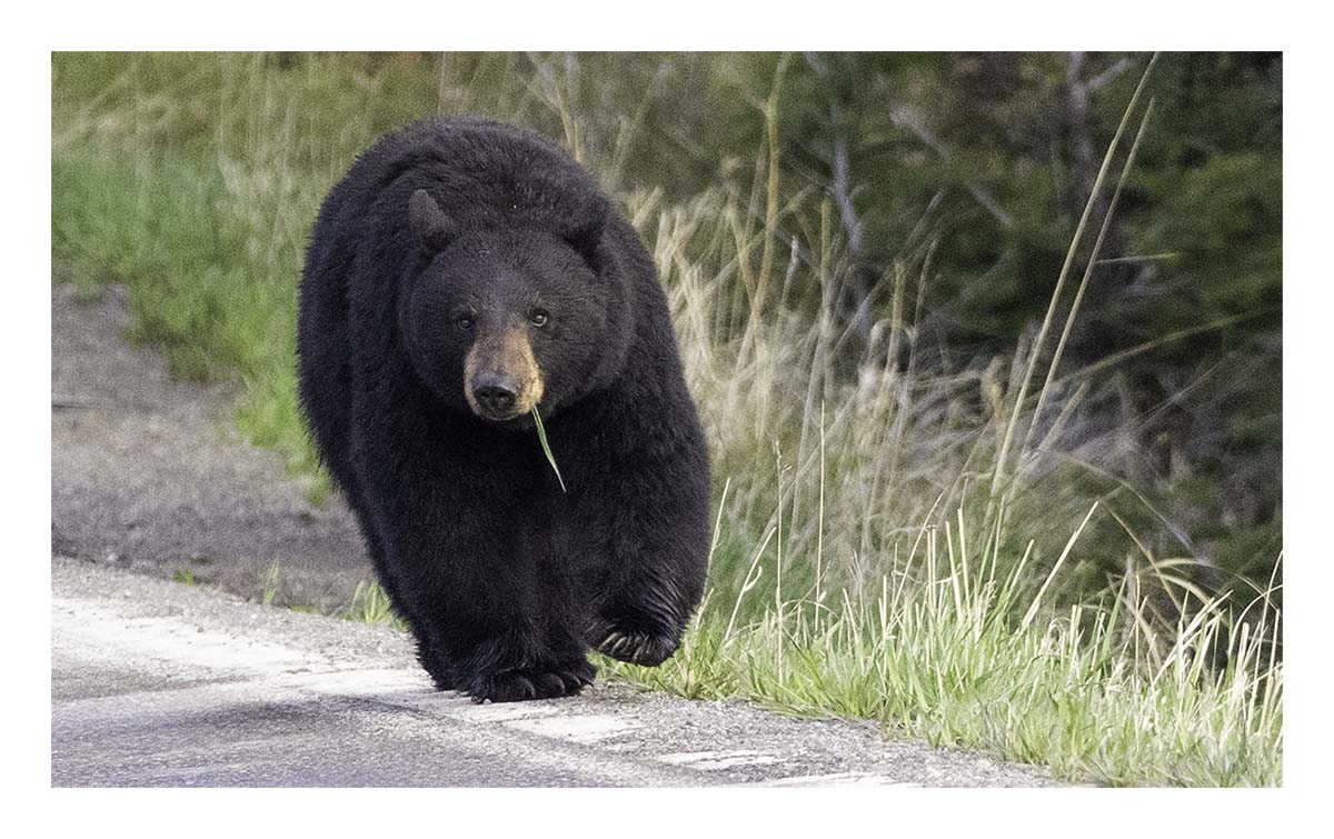 BCJ Spring in Yellowstone - Grand Teton