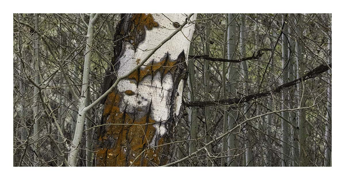 BCJ Spring in Yellowstone - Grand Teton