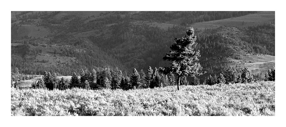 BCJ Spring in Yellowstone - Grand Teton