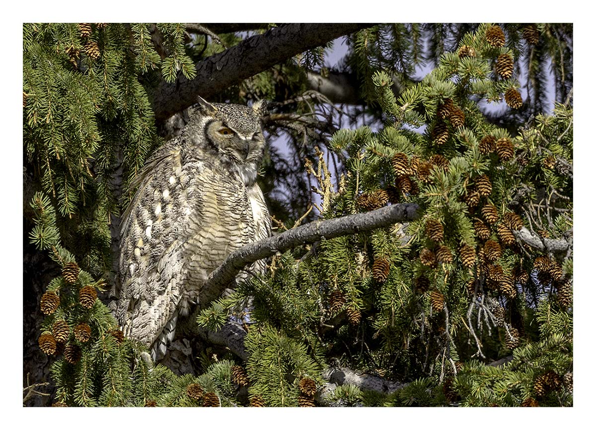 BCJ Spring in Yellowstone - Grand Teton