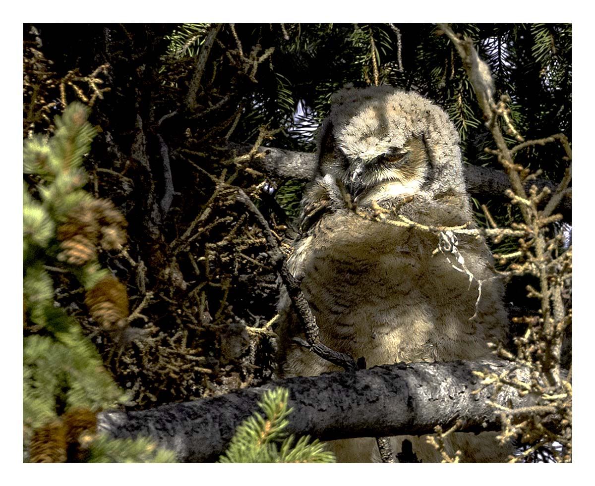 BCJ Spring in Yellowstone - Grand Teton