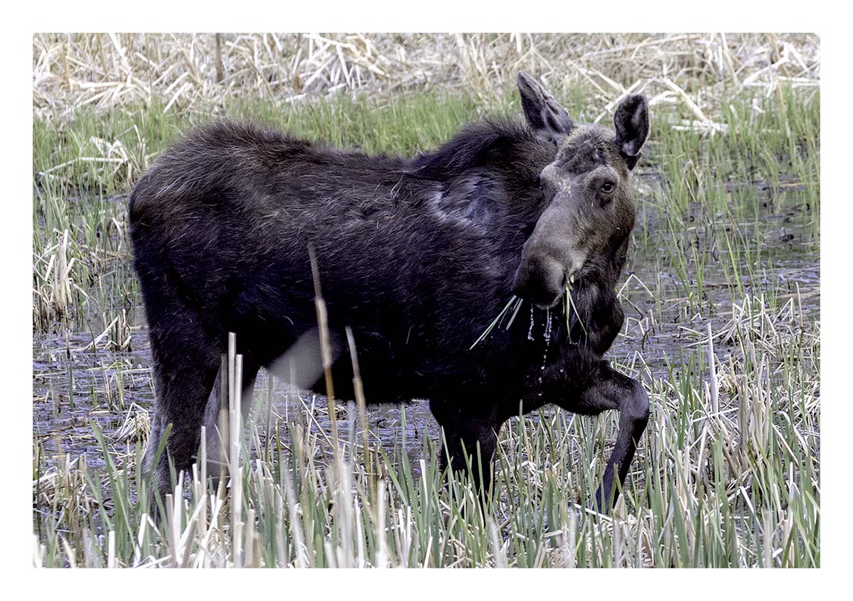 BCJ Spring in Yellowstone - Grand Teton