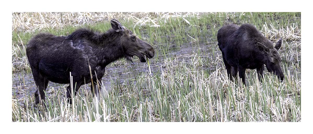 BCJ Spring in Yellowstone - Grand Teton