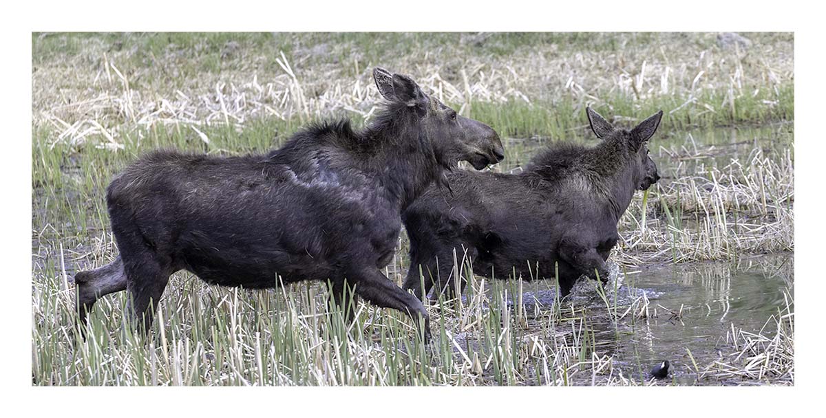 BCJ Spring in Yellowstone - Grand Teton