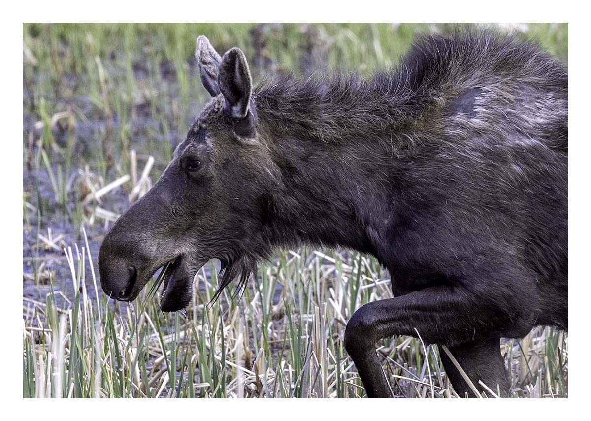 BCJ Spring in Yellowstone - Grand Teton