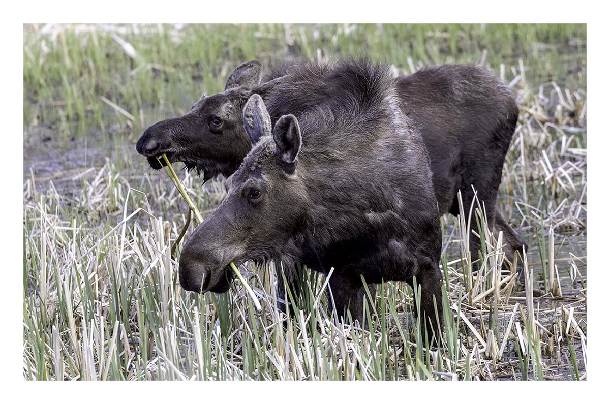BCJ Spring in Yellowstone - Grand Teton