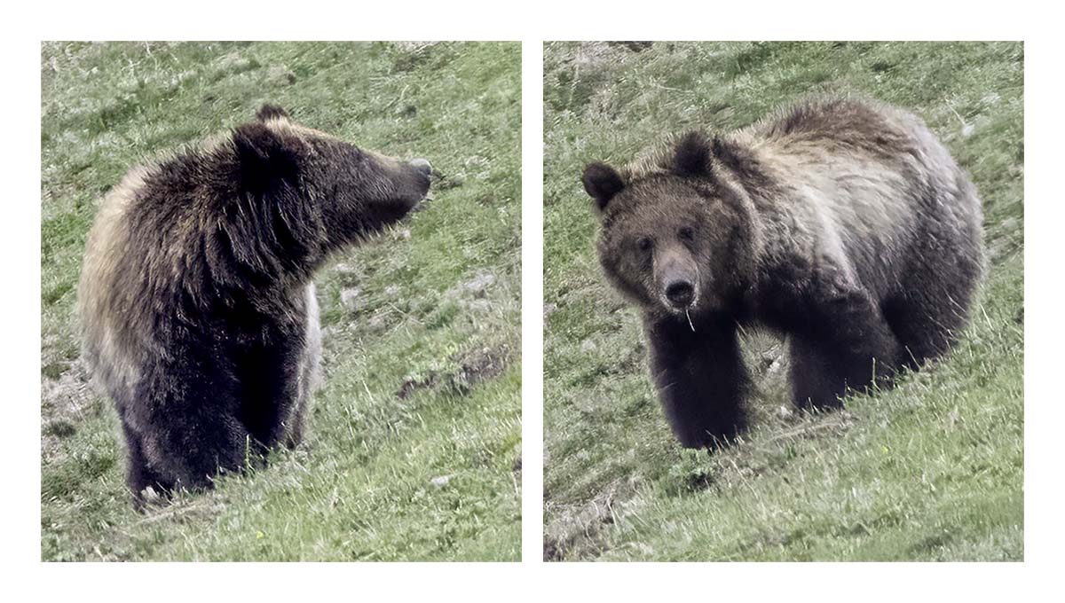 BCJ Spring in Yellowstone - Grand Teton