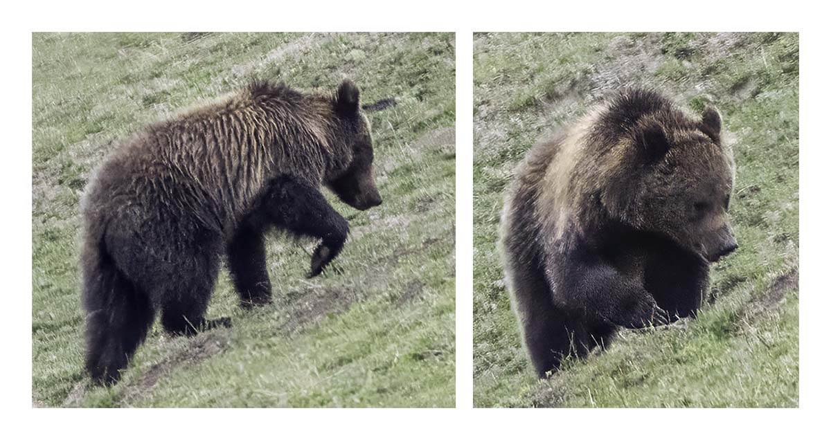 BCJ Spring in Yellowstone - Grand Teton