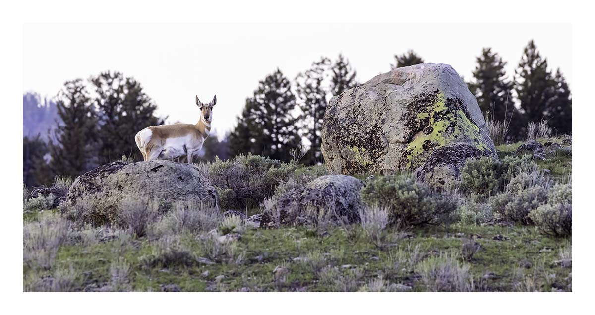 BCJ Spring in Yellowstone - Grand Teton