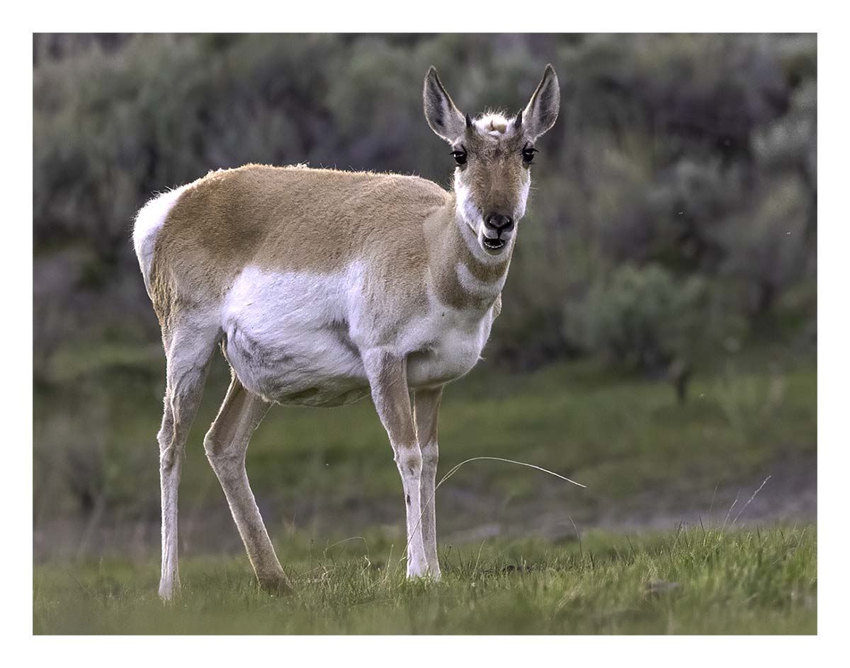 BCJ Spring in Yellowstone - Grand Teton
