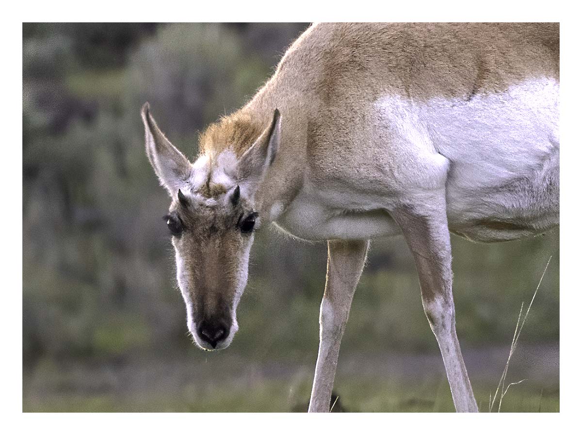BCJ Spring in Yellowstone - Grand Teton