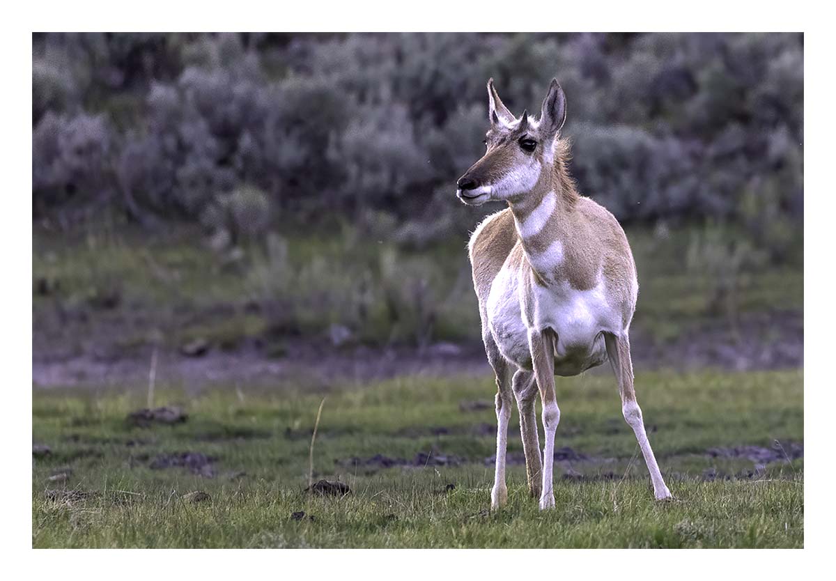BCJ Spring in Yellowstone - Grand Teton