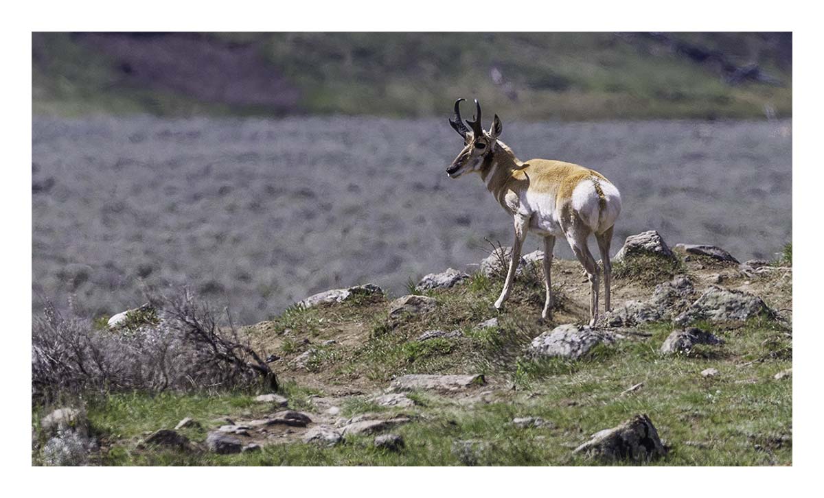 BCJ Spring in Yellowstone - Grand Teton