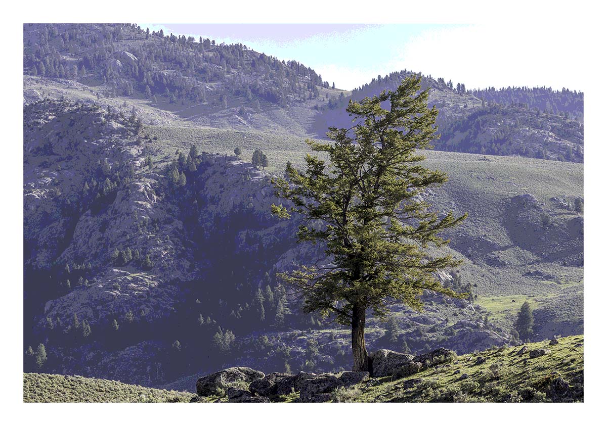 BCJ Spring in Yellowstone - Grand Teton