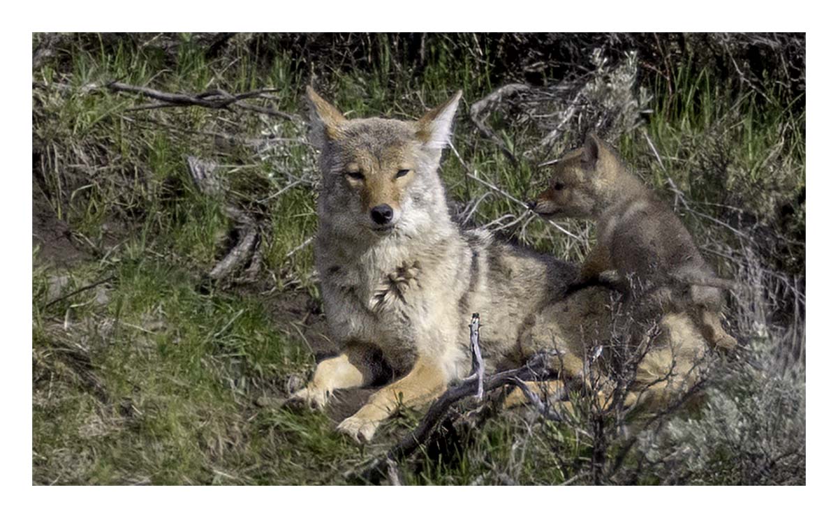 BCJ Spring in Yellowstone - Grand Teton