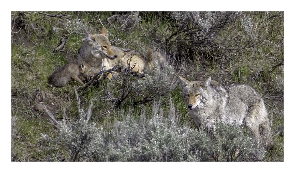 BCJ Spring in Yellowstone - Grand Teton