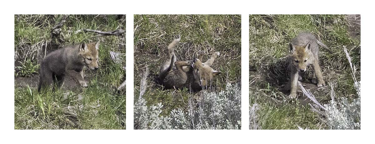 BCJ Spring in Yellowstone - Grand Teton