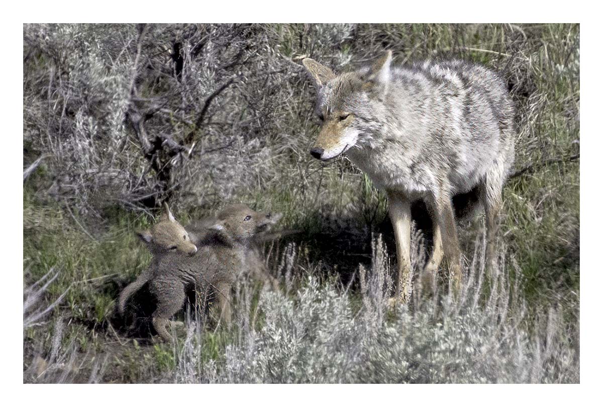 BCJ Spring in Yellowstone - Grand Teton