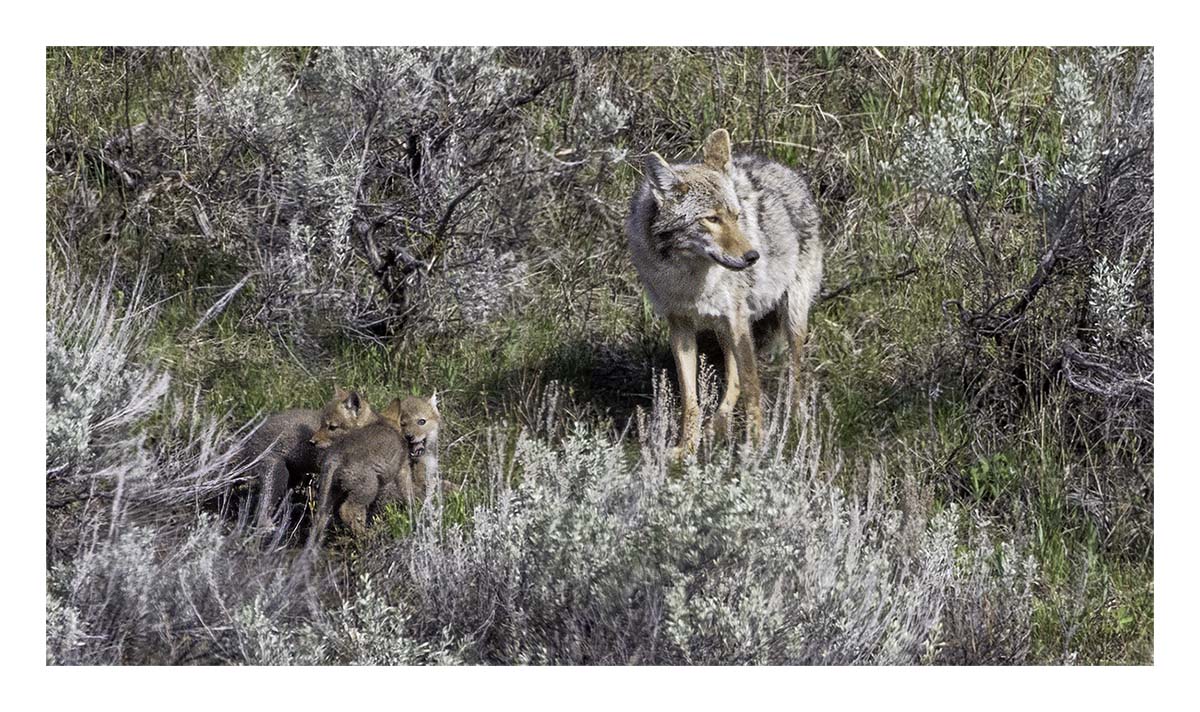 BCJ Spring in Yellowstone - Grand Teton