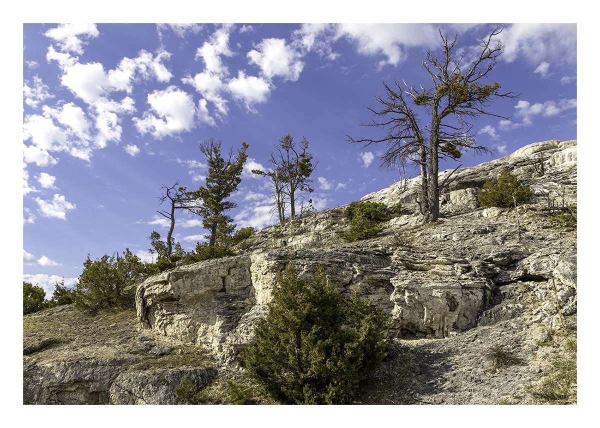 BCJ Spring in Yellowstone - Grand Teton