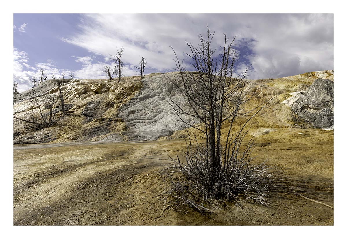 BCJ Spring in Yellowstone - Grand Teton