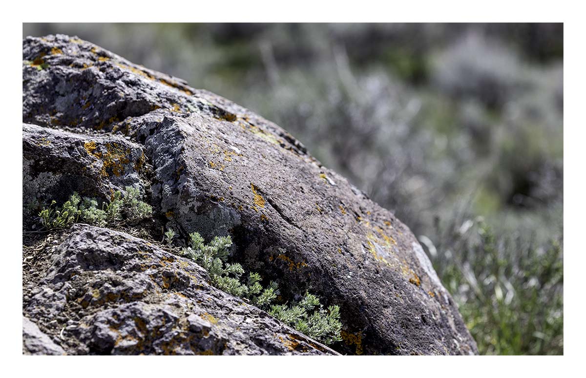 BCJ Spring in Yellowstone - Grand Teton