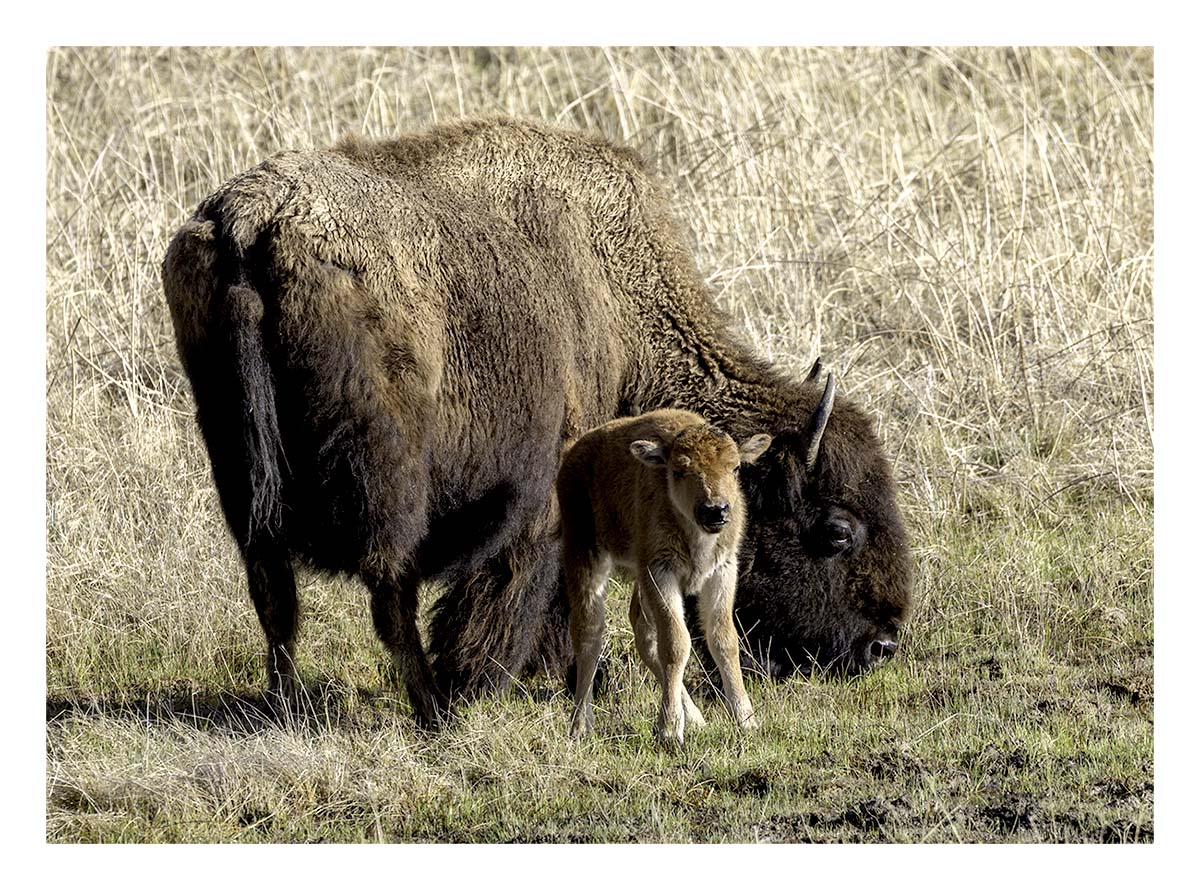 BCJ Spring in Yellowstone - Grand Teton