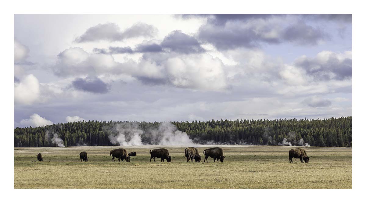 BCJ Spring in Yellowstone - Grand Teton