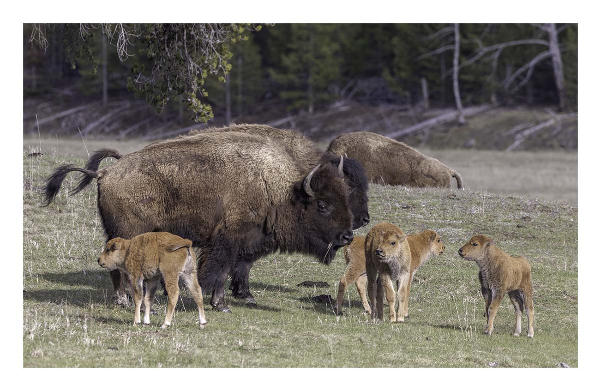 BCJ Spring in Yellowstone - Grand Teton