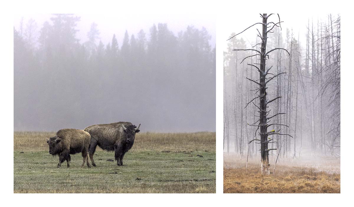 BCJ Spring in Yellowstone - Grand Teton