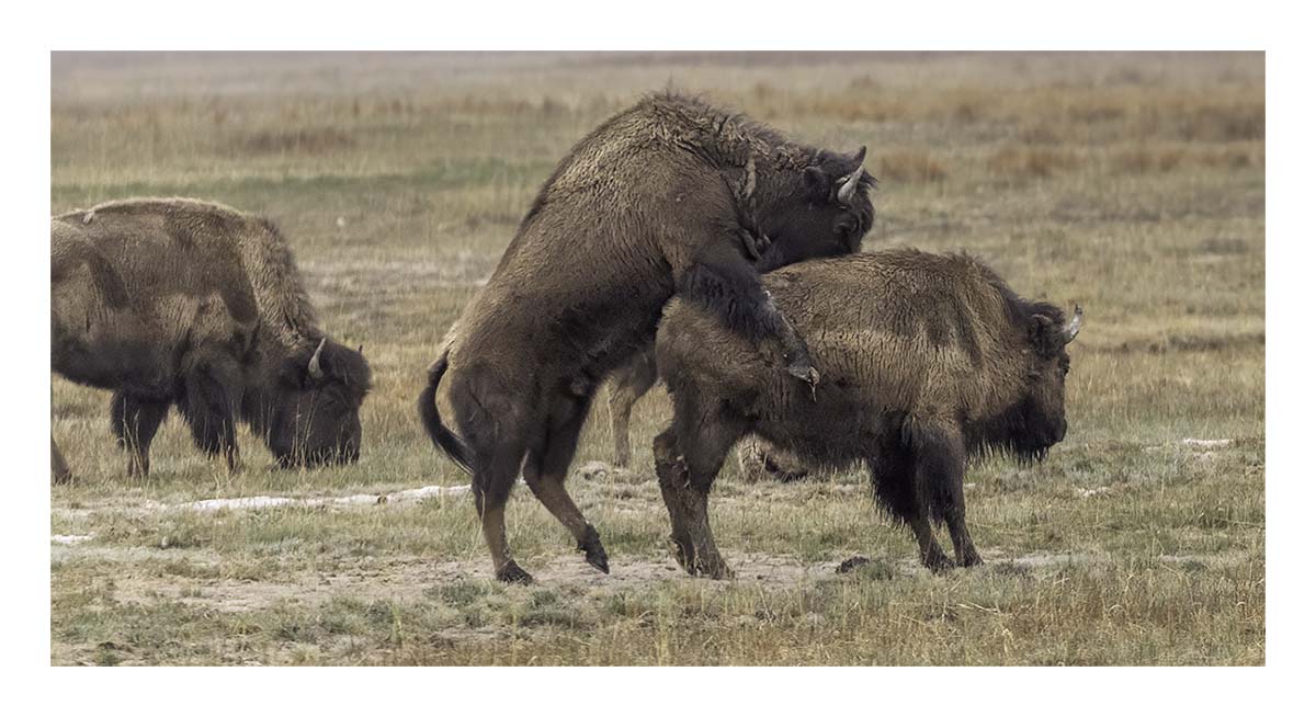 BCJ Spring in Yellowstone - Grand Teton