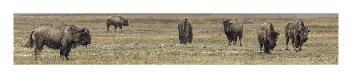 BCJ Spring in Yellowstone - Grand Teton