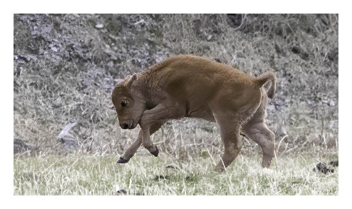 BCJ Spring in Yellowstone - Grand Teton