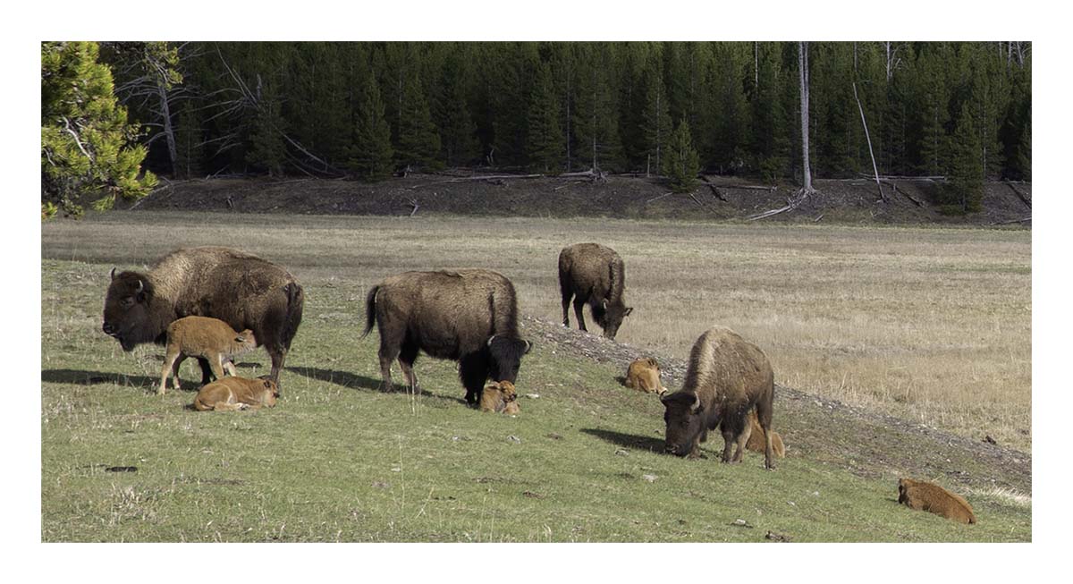 BCJ Spring in Yellowstone - Grand Teton
