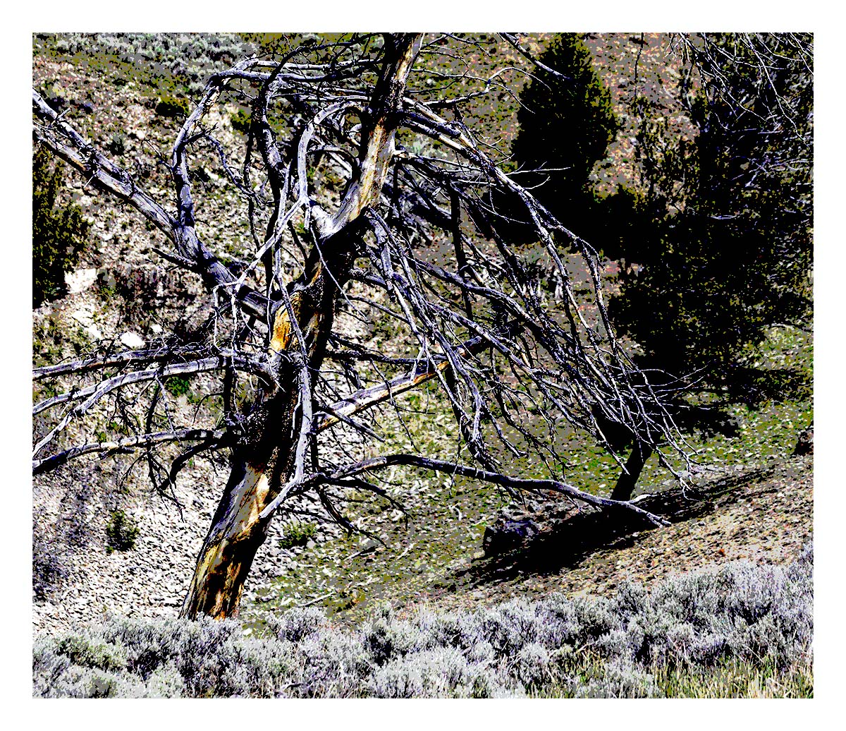 BCJ Spring in Yellowstone - Grand Teton