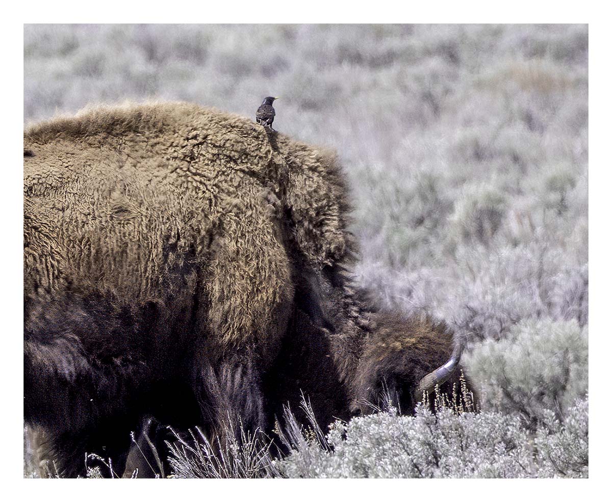 BCJ Spring in Yellowstone - Grand Teton