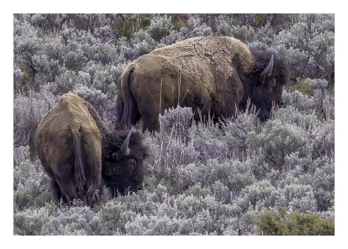BCJ Spring in Yellowstone - Grand Teton