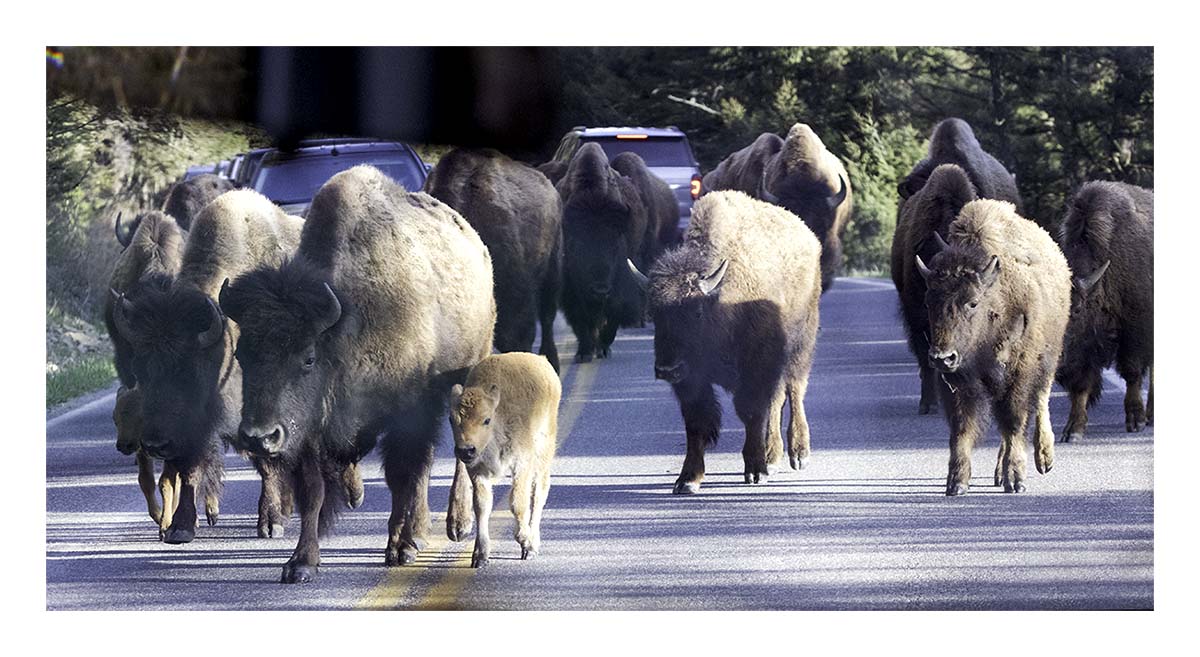 BCJ Spring in Yellowstone - Grand Teton